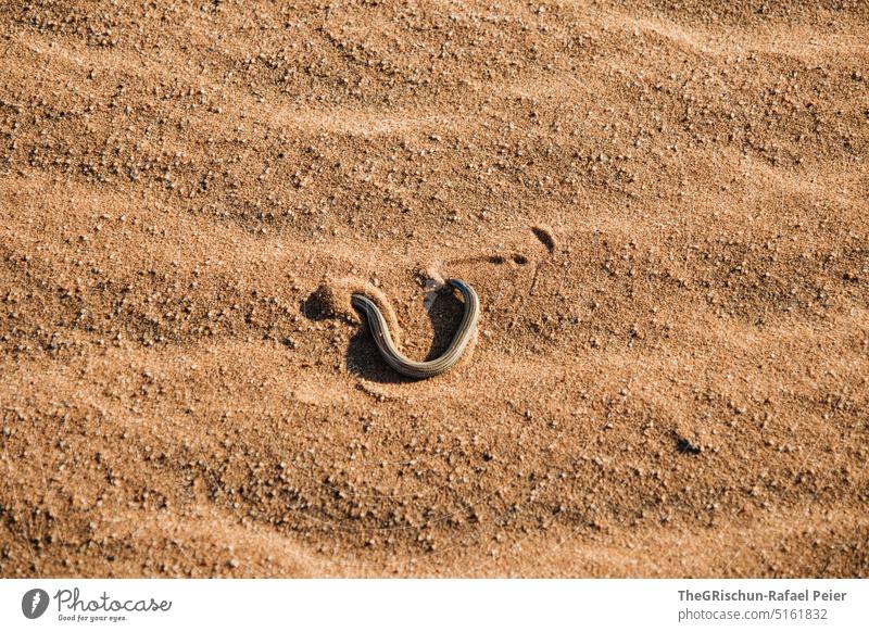 Spur einer Schlange im Sand Spuren braun Natur Außenaufnahme schlange Muster Farbfoto Namibia Ferien & Urlaub & Reisen Wärme Musterung