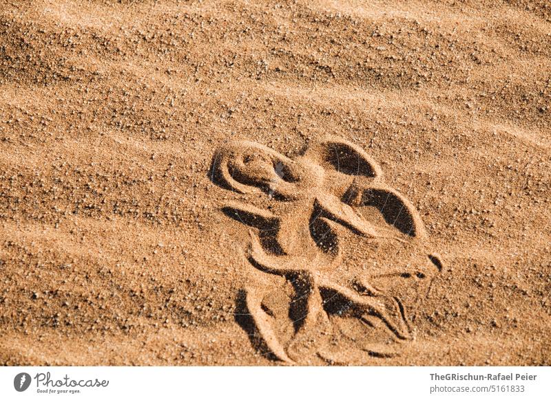 Spur einer Schlange im Sand Spuren braun Natur Außenaufnahme schlange Muster Farbfoto Namibia