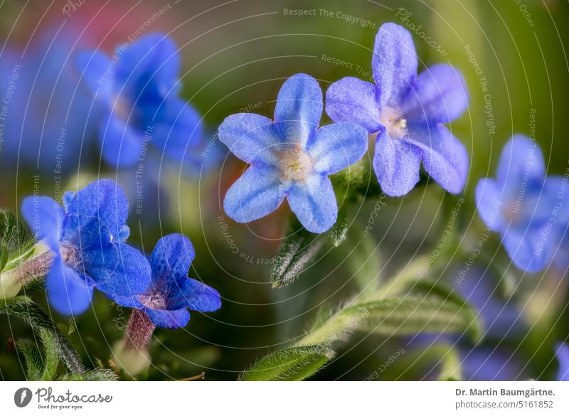 Steinsame, Lithospermum, Blüten Bodendecker Staude krautig blau Rauhblattgewächse Boraginaceae Blume ausdauernd Pflanze menschenleer Nahaufnahme
