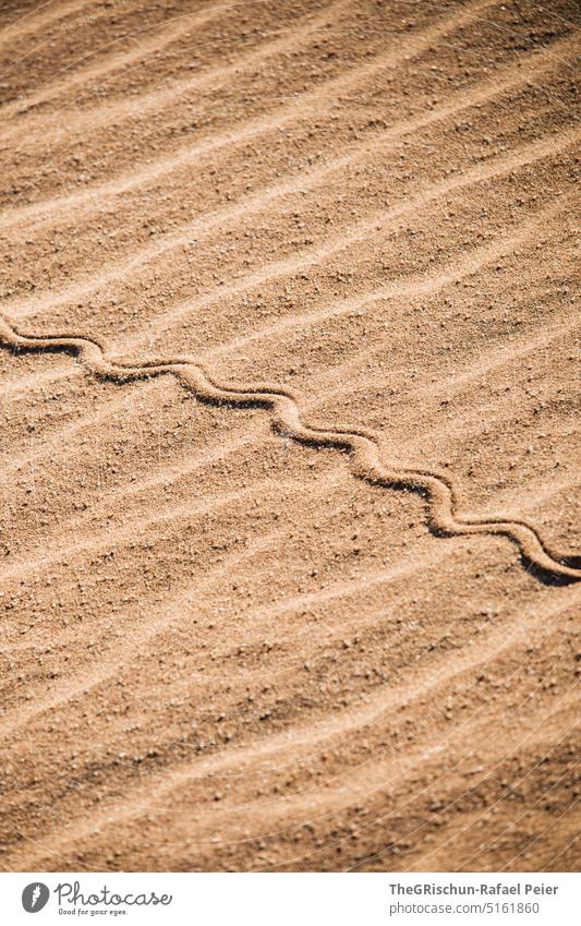 Spur einer Schlange im Sand Spuren braun Natur Außenaufnahme schlange Muster Farbfoto Namibia