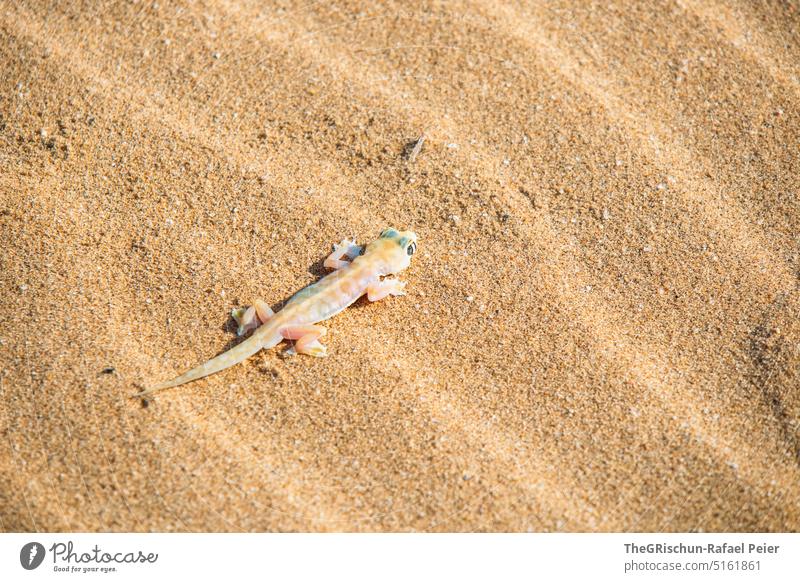 Gecko im Sand Spuren braun Natur Außenaufnahme Muster Farbfoto Namibia Ferien & Urlaub & Reisen Wärme Musterung Tier farbenfroh durchsichtig Wüste Landschaft