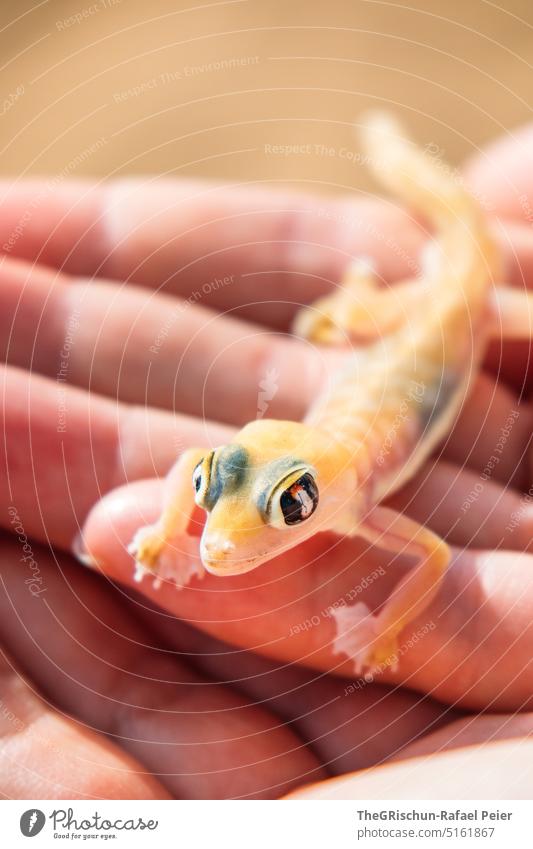Gecko in der Hand Natur Außenaufnahme Muster Farbfoto Namibia Ferien & Urlaub & Reisen Wärme Musterung Tier farbenfroh durchsichtig Wüste Afrika Schwanz Augen