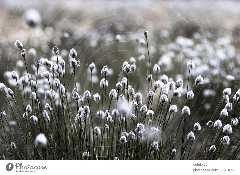 farbreduziert | blühendes Wollgras im Moor Ried Sumpfgebiet Natur Landschaft Umwelt Biotop Pflanze Menschenleer Moorpflanze Eriphorum Sauergrasgewächse