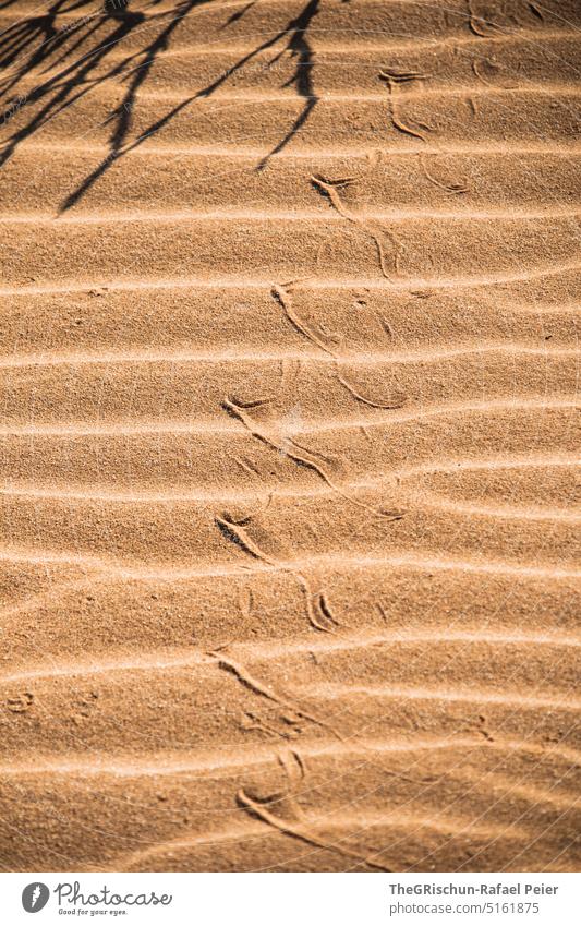 Spur einer Schlange im Sand Spuren braun Natur Außenaufnahme schlange Muster Farbfoto Namibia Schatten Musterung