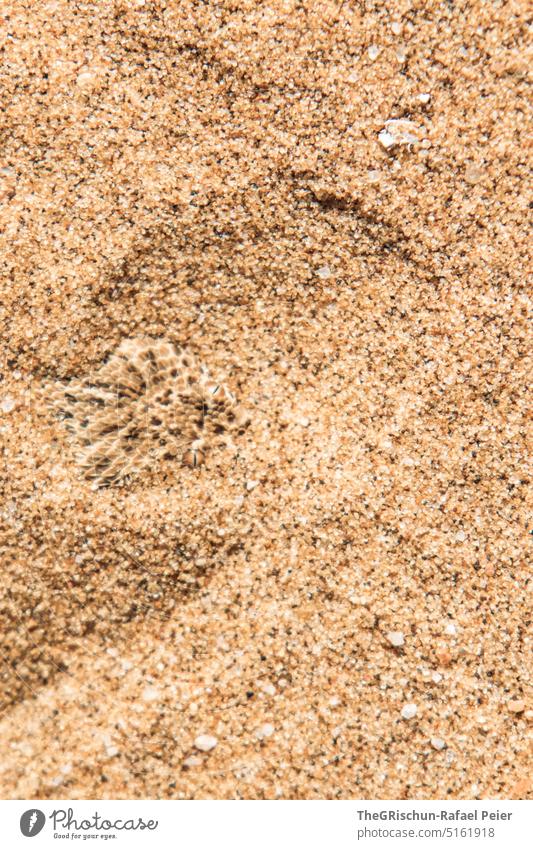 Schlange im Sand Muster Namibia Sandkörner Musterung Natur Landschaft Afrika Ferne Wärme Farbfoto Wüste Abenteuer reisen Ferien & Urlaub & Reisen Muster" Kopf