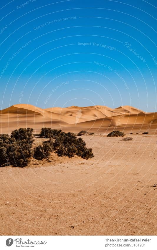 Düne vor blauem Himmel Muster Sand Namibia Sandkörner Musterung Natur Landschaft Afrika Ferne Wärme Farbfoto Dünen Farben sandig Busch Sonnenschein grün Leben