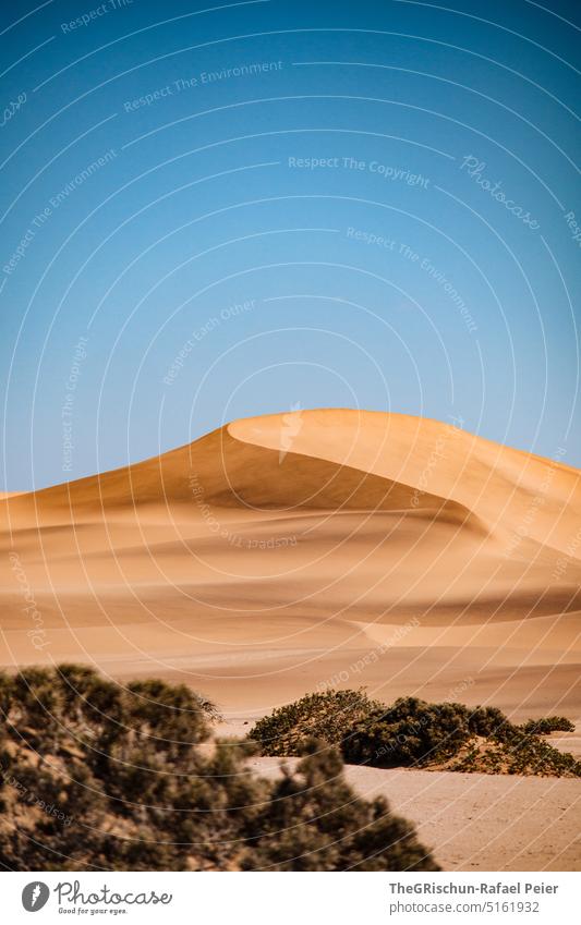 Düne vor blauem Himmel Muster Sand Namibia Sandkörner Musterung Natur Landschaft Afrika Ferne Wärme Farbfoto Dünen Farben sandig Busch Sonnenschein grün Leben