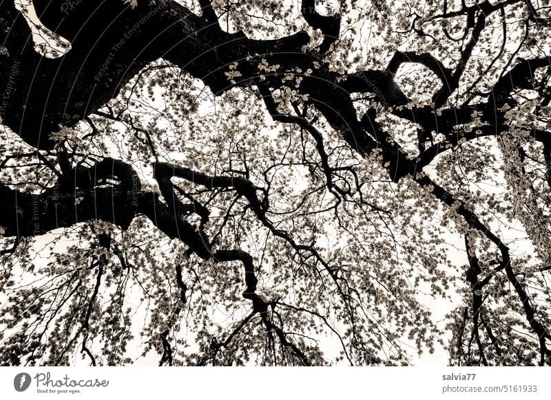farbreduziert | unterm Blätterdach eines alten Baumes Äste und Zweige Schwarzweißfoto Weide altehrwürdig Zweige u. Äste Ast Stamm Froschperspektive Natur Himmel