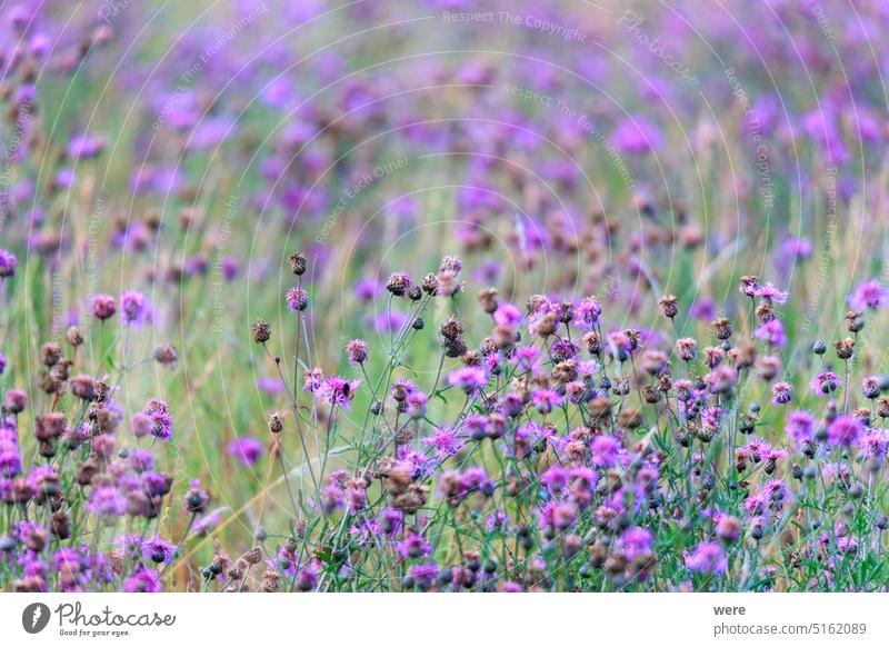 Ein Feld voller blauer Disteln blüht Kraut Überstrahlung Textfreiraum Blumen satt Wiesenkraut Heilpflanzen Natur niemand Pflanze Saatgut
