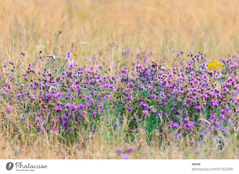 Ein Stieglitz sitzt versteckt in einem Feld voller Blaudisteln und frisst deren Samen carduelis carduelis carduelis Europäischer Goldfink Distelfink Tier