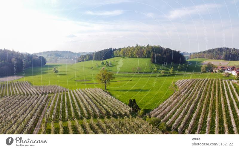 Blühende Apfelbaumplantage im Obstanbaugebiet Lindau-Bodensee in Deutschland aus der Luft gesehen blüht Lebensmittel Frucht Malus Russland Ukrainer Air Bayern