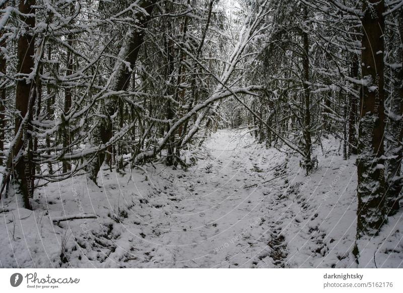 Weg, der durch einen Wald mit Schnee führt Laubwald Bäume Winter kalt Wildnis Fichten Umwelt Natur Weihnachten & Advent überhängende Äste Stämme senkrecht
