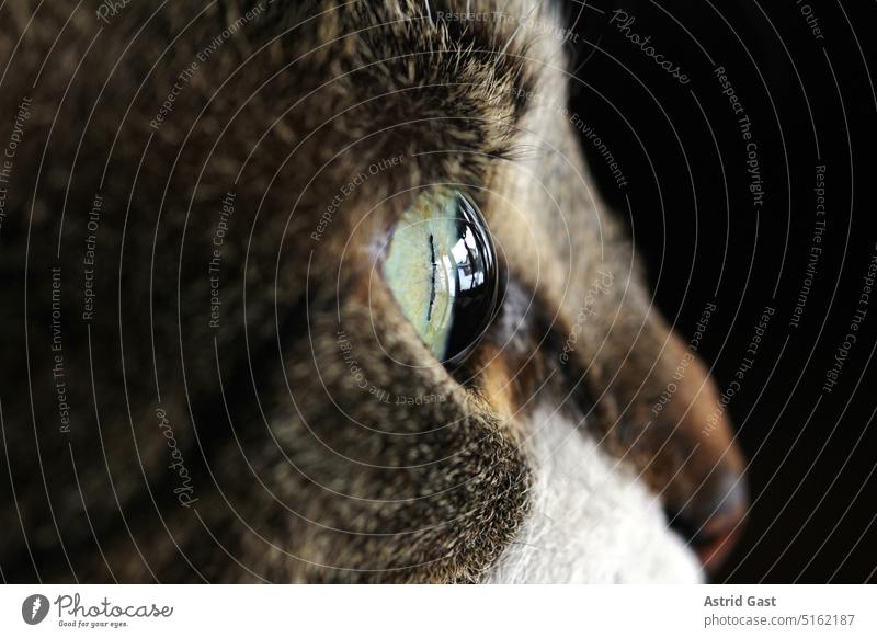 Nahaufnahme von dem Auge einer Katze auge katze nahaufnahme pupille iris sehen blick sehkraft katzenauge makro sicht blicken neugierig neugierde interesse