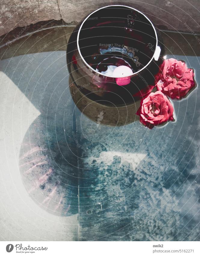 Dahinschaukeln Waschzuber Blume Rose Blüte Schwimmen & Baden Teelicht Wasser Sammlerstück Badewanne glänzend leuchten blau ästhetisch Dekoration & Verzierung