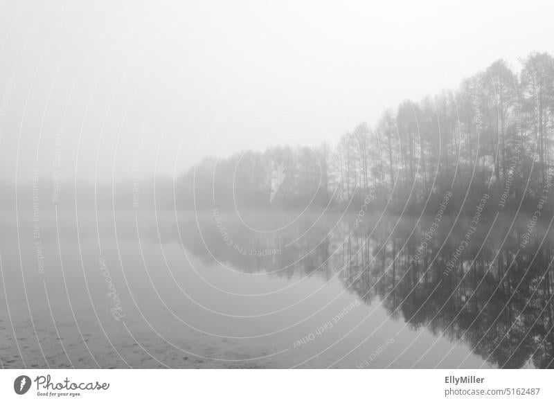 Germeringer See im Nebel. Herbstliche Natur am See. Mystische Landschaft. Schwarzweißfoto Wasser Seeufer ruhig Morgen Morgendämmerung Nebelstimmung Umwelt Baum