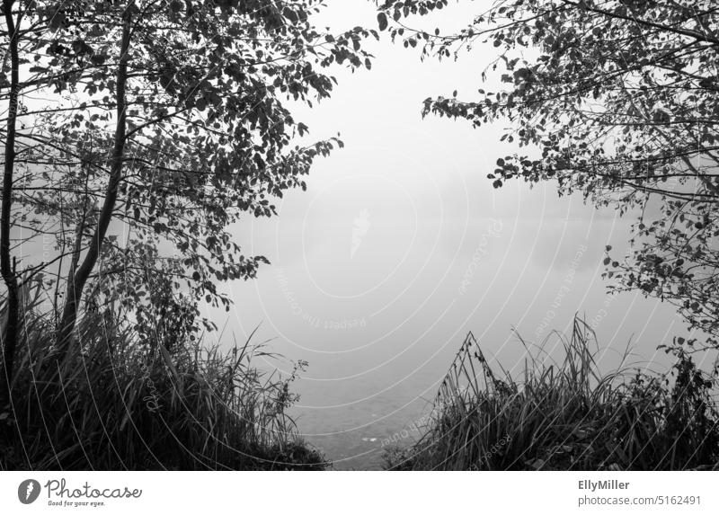Germeringer See im Nebel. Herbstliche Natur am See. Mystische Landschaft. Schwarzweißfoto Wasser Seeufer ruhig Morgen Morgendämmerung Nebelstimmung Umwelt Baum