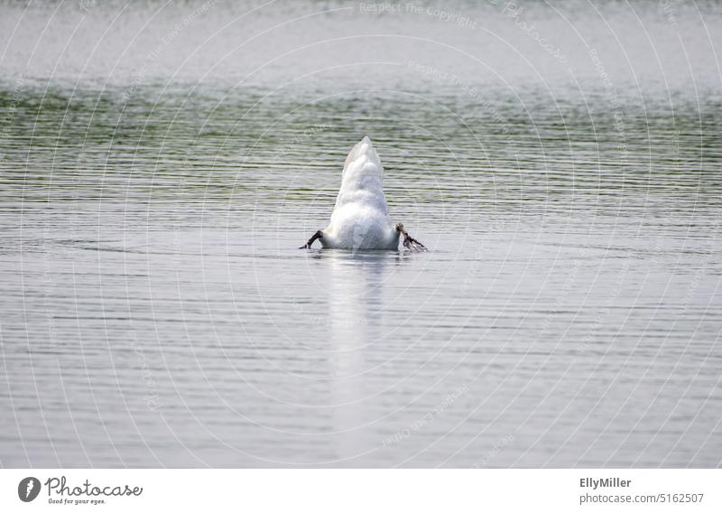 Gründelnder Schwan am See gründeln Futtersuche tauchen Vogel weiß Tier Wasser Natur Teich Rumpf Hinterteil Gefieder suchen Umwelt Menschenleer Bürzel