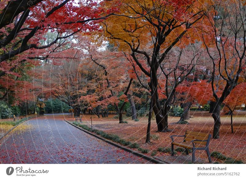 Shinjuku Park während der Herbstsaison fallen rot orange gelb Bank Bäume