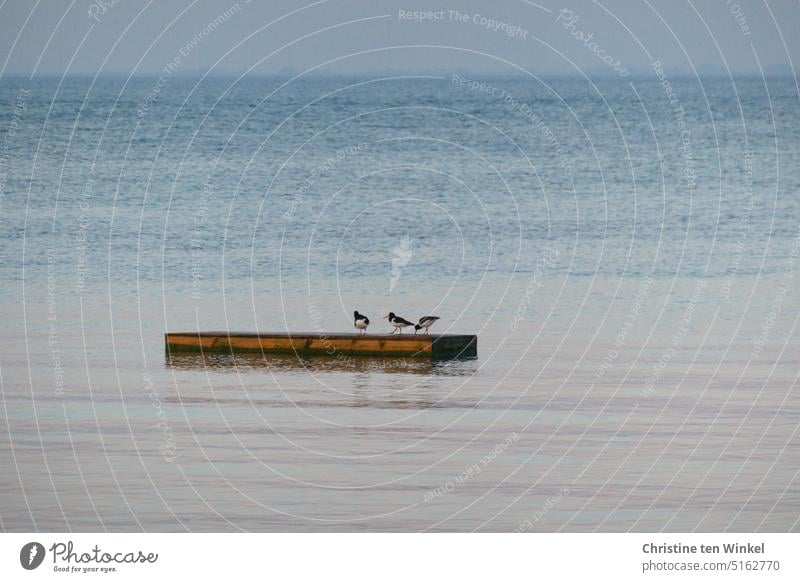 Drei Austernfischer auf einer Badeinsel in der ruhigen Nordsee Wasser Meer Wildvögel Vögel 3 Vögel maritim Wildtier Küstenvogel schön Natur