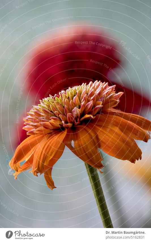 Echinacea purpurea, Gartenform, orangefarbige Sorte Igelkopf Blütenstand Züchtung Auslese aus Nordamerika blühen Korbblüter Asteraceae winterhart frosthart