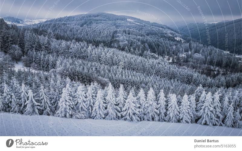 Luftaufnahme einer schönen Winterwaldlandschaft Luftwald Luftbildfotografie Schnee in der Luft Winter in der Luft Hintergrund Schönheit blau kalt Landschaft