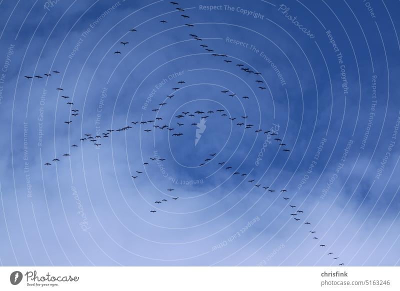 Schwarm von Kranichen vor blauem Himmel mit Wolken fliegen in Formation Zugvögel Zugvogel Vogel Vogelzug Herbst Wildtier Formationsflug Tiergruppe Vogelschwarm