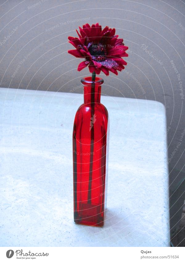 Rot Blume rot Blumenvase Physik Sommer Tisch Vase Lust positiv Romantik Hoffnung Frühling Gefühle flower Wärme desire Glück auffallen Erfolg