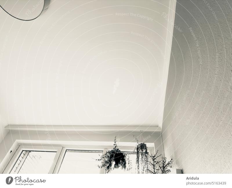 Zimmerdecke mit Lampe, Pflanzen und Fenster Deckenleuchte Hängepflanzen Licht Menschenleer Raum Häusliches Leben Schatten Wand Wohnung Innenaufnahme weiß Haus