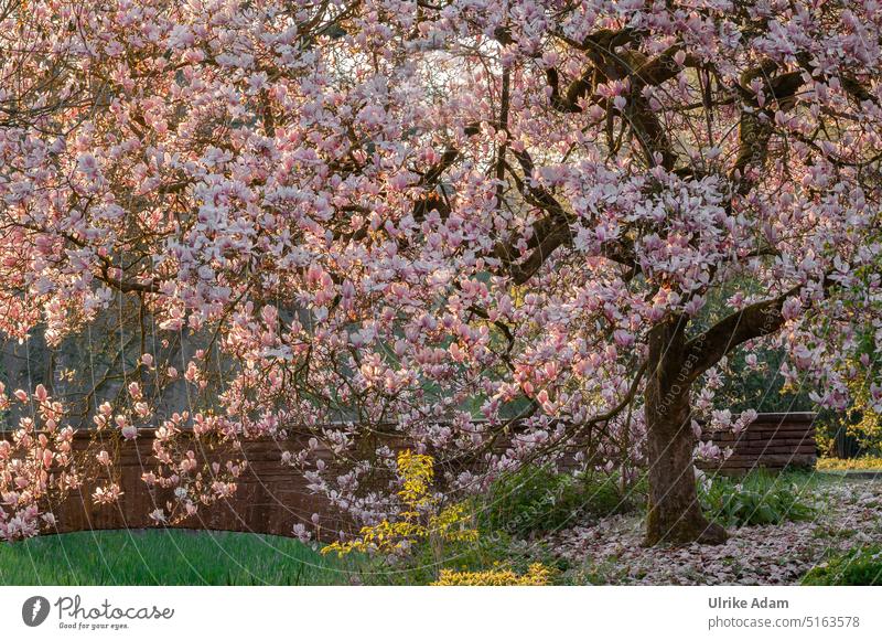 Frühling|Magnolienbaum in voller Blüte Gegenlicht Sonnenstrahlen Licht Dämmerung Morgendämmerung Menschenleer rosa Blühend Park Magnolienblüte Magnoliengewächse