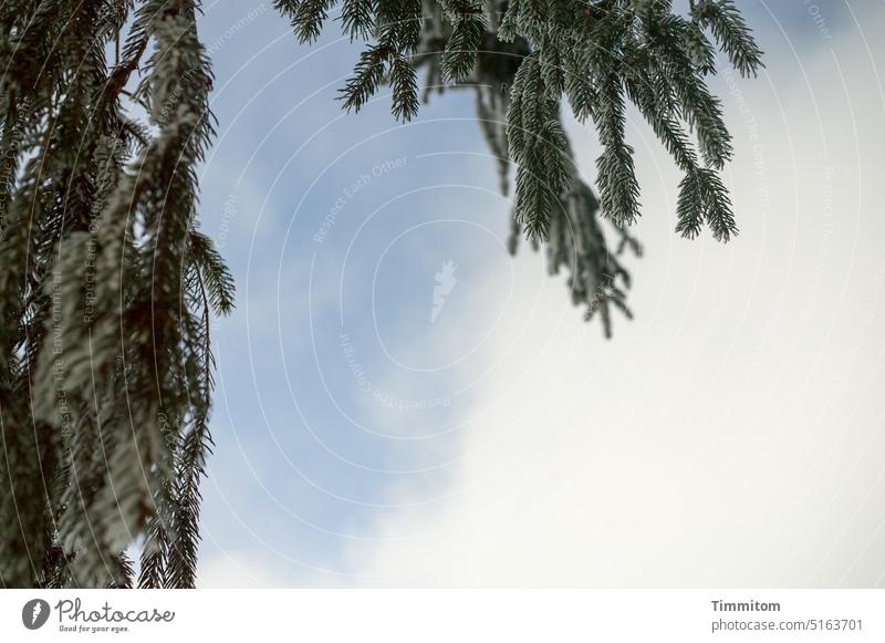 Baum im Schwarzwald - Teilansicht Zweig Fichte Fichtennadeln Natur grün Himmel blau Wolken Menschenleer Winter Schwache Tiefenschärfe