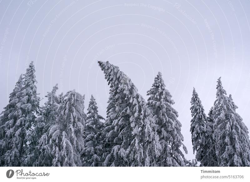 Die Last der weißen Pracht Winter kalt Schnee weiße Pracht Frost Natur Wald Fichten Schwarzwald Menschenleer Wetter Klima Himmel schief gebogen Farbfoto blau