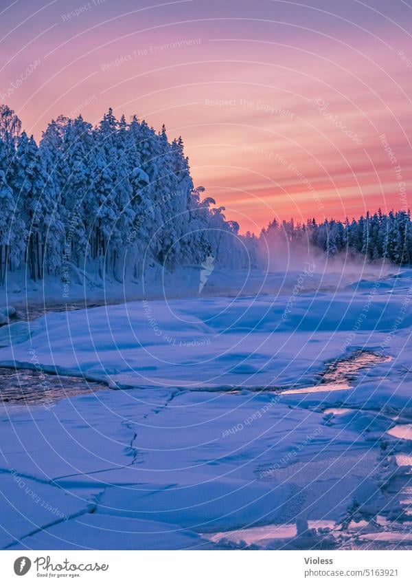 Storforsen Stromschnellen im Abendlicht III storforsen Norrbottens län Schweden Nordschweden Naturreservat Winter Frost Schnee Kalt gefroren Abendröte Tannen