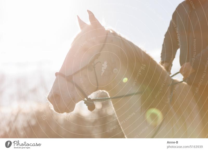 Portrait eines auf Bosal gezäumten weißen Pferdes mit entspannten Gesichtsausdruck im Gegenlicht. Ein Stück vom Reiter ist zu erkennen .Schöne Lichtreflexe im Vordergrund.