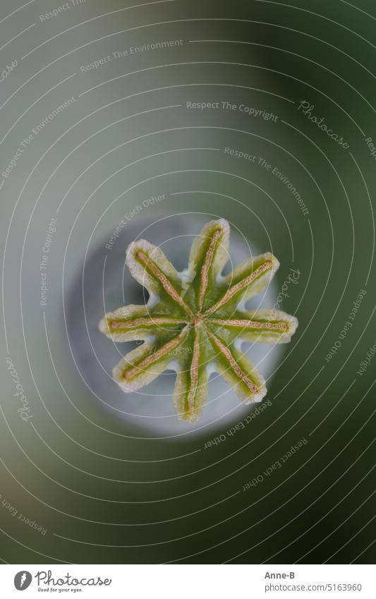 grünes ruhiges Bild einer einzelnen Mohnsamenkapsel , Draufsicht, freigestellt, kleiner Schärfebereich, hochformat Papaver Ziermohn solitär makro Zeichen Stern