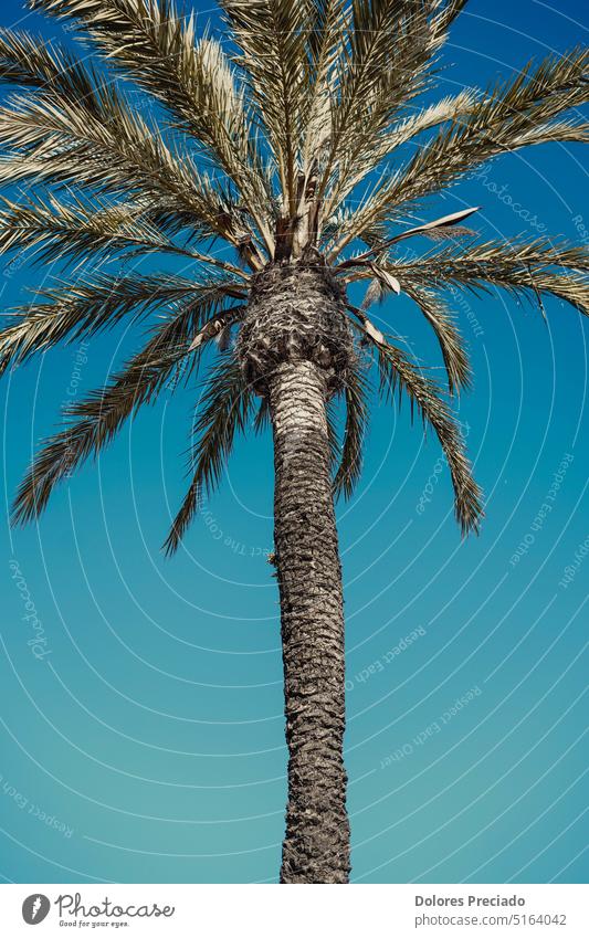 Bild von Pflanzen und Palmen Hintergrund Strand schön Schönheit blau Ast Klima Cloud Küste Kokosnuss Tag Ausflugsziel exotisch Flora geblümt grün Feiertag heiß