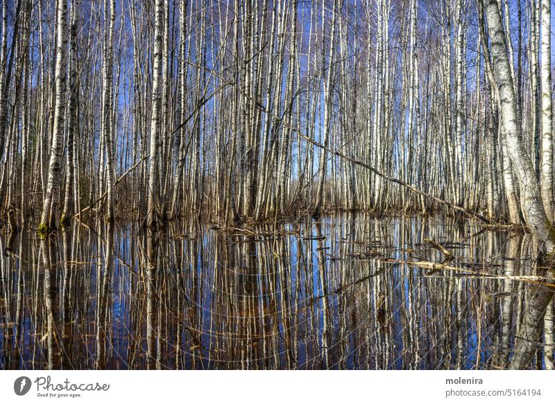 Überschwemmter Birkenwald in Estland überflutet Wald Wasser Natur reisen im Freien Tourismus sonnig Himmel Sonnenlicht soomaa fünfte Jahreszeit Frühling