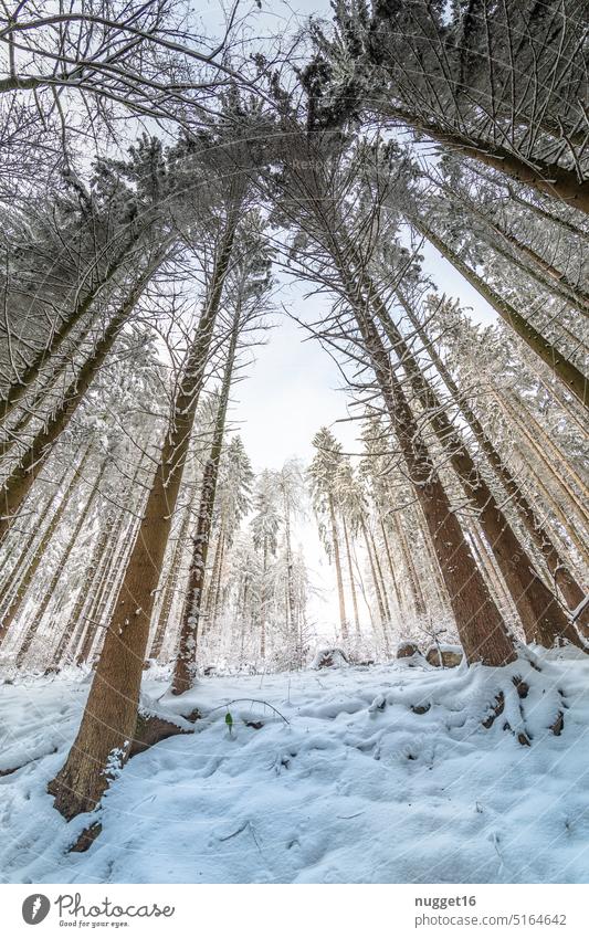 Winterwald in Thüringen Wald Fichtenwald Natur Bäume Schnee Baum Landschaft Umwelt Außenaufnahme kalt Frost Menschenleer Winterstimmung Wintertag