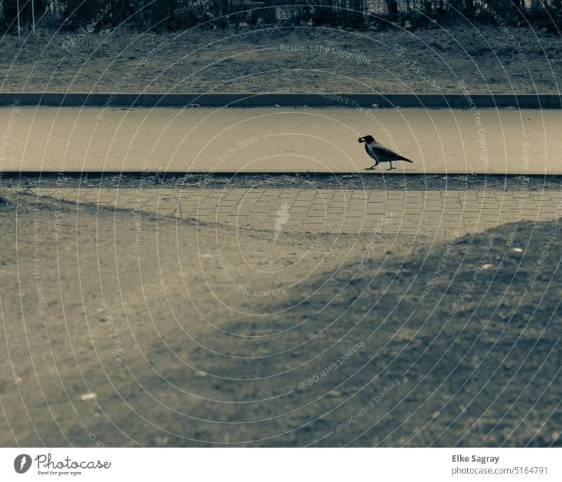 Nebelkrähe - nebelgrauer Rabenvogel läuft auf nebelgrauer Strasse Krähe Vogel Natur Menschenleer Rabenvögel Tier Außenaufnahme Tag