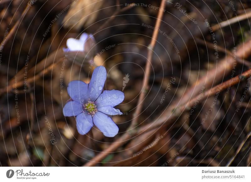 Nahaufnahme einer violetten Hepatica-Blüte, die in braunen Blättern wächst Blume purpur Natur Hintergrund Pflanze blau Wald im Freien Saison Schönheit Flora