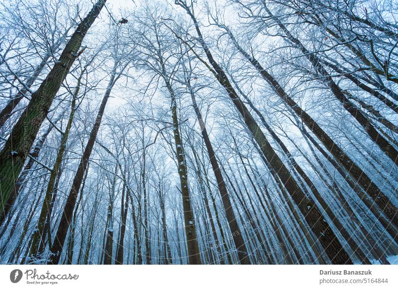 Hohe und schlanke Bäume in einem Winterwald Baum Natur Holz Wald Kofferraum Tag Landschaft Park Pflanze weiß Himmel Schnee Hintergrund Frost natürlich hoch