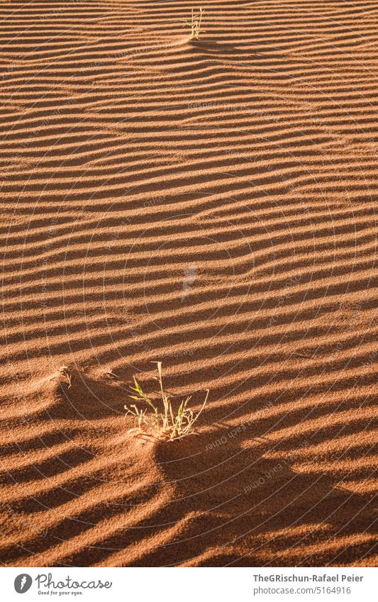 Sandmuster mit pflanzen im Schatten Namibia Wüste trocken heiß Afrika Landschaft Natur Ferne Wärme reisen Licht Außenaufnahme Muster Detailaufnahme Pflanze