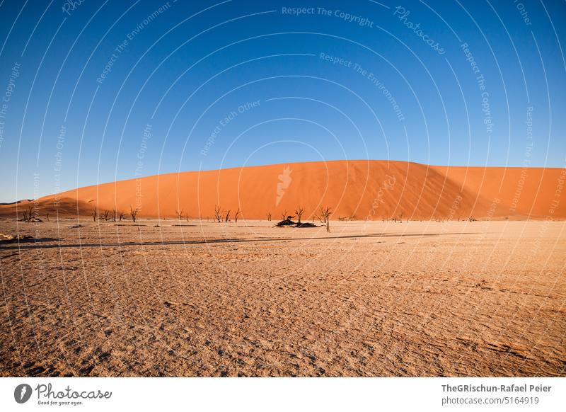 Düne vor blauem Himmel mit Bäume im Vordergrund Sand Namibia Afrika reisen Wüste Landschaft Abenteuer Natur Wärme Sossusvlei Ferne Schatten Licht Blauer Himmel