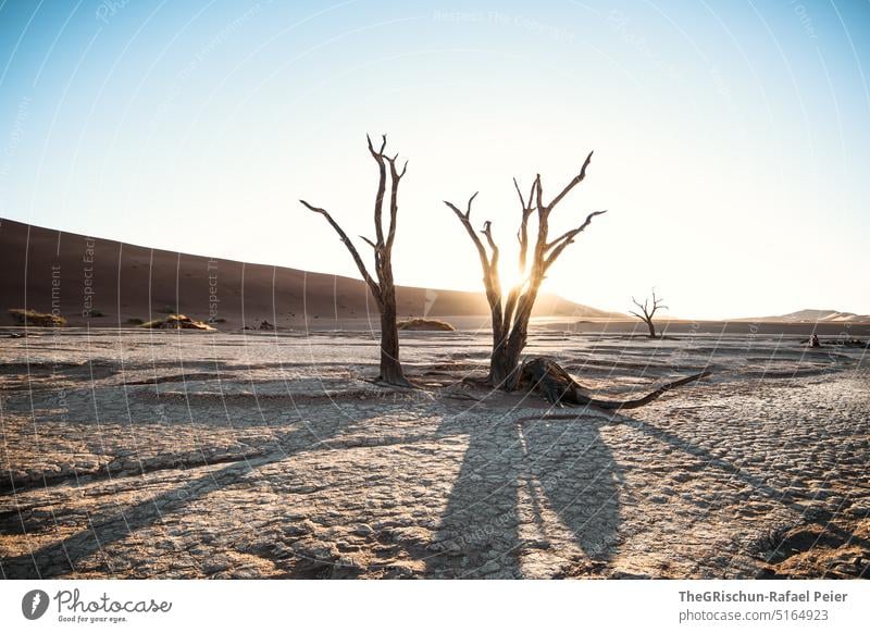 Baum im Gegenlicht in einer Wüste Sand Düne Namibia Afrika reisen Landschaft Abenteuer Natur Wärme Sossusvlei Ferne Schatten Licht Blauer Himmel sandig