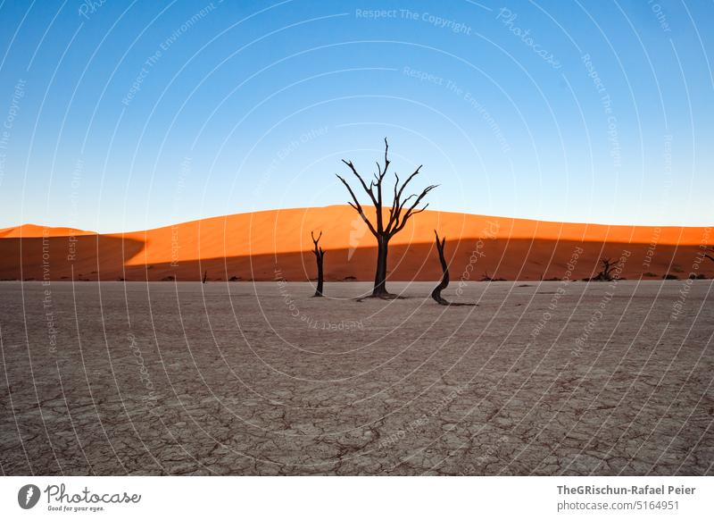Baum im Schatten - vor Sanddüne Düne Namibia Afrika reisen Wüste Landschaft Abenteuer Natur Wärme Sossusvlei Ferne Licht Blauer Himmel sandig Menschenleer