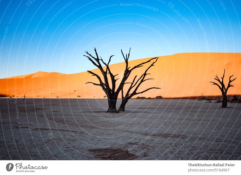 Baum im Schatten - vor Sanddüne Düne Namibia Afrika reisen Wüste Landschaft Abenteuer Natur Wärme Sossusvlei Ferne Licht Blauer Himmel sandig Menschenleer