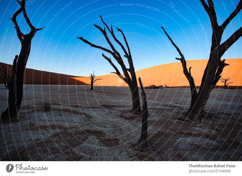 bäume im Schatten vor Düne Sand Namibia Afrika reisen Wüste Landschaft Abenteuer Natur Wärme Sossusvlei Ferne Licht Blauer Himmel sandig Menschenleer imposant