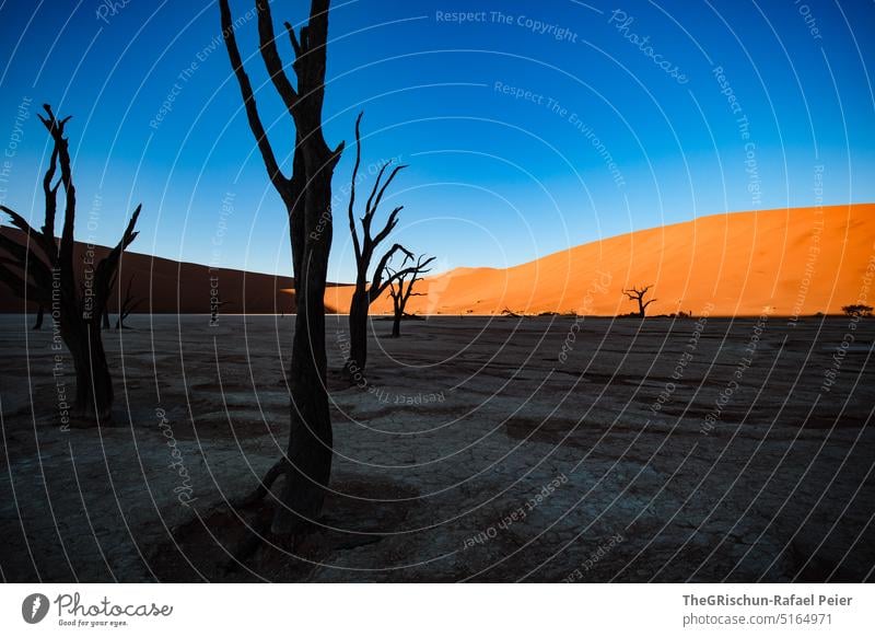 bäume im Schatten vor Düne Sand Namibia Afrika reisen Wüste Landschaft Abenteuer Natur Wärme Sossusvlei Ferne Licht Blauer Himmel sandig Menschenleer imposant