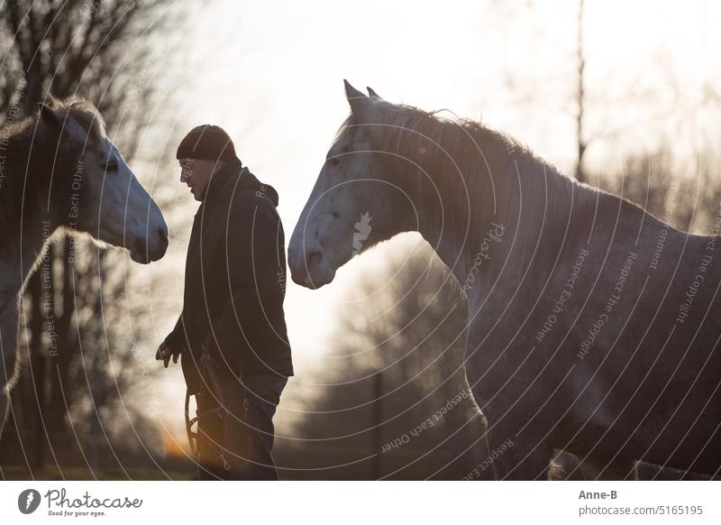 Unter Männern...ein Mann steht abends im wunderbaren letzten Gegenlicht mit dem Halfter auf der Weide zwischen zwei ihm zugeneigten Pferden. Alle 3 sind im Profil fotografiert.