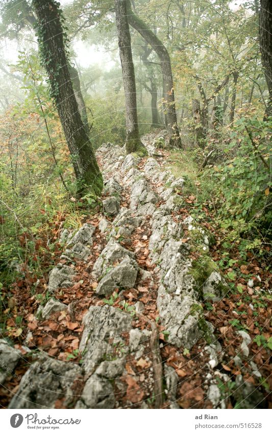 Steinig ist der Weg auf dem wir gehn! Natur Tier Herbst schlechtes Wetter Nebel Regen Pflanze Baum Sträucher Blatt Grünpflanze Wildpflanze Wald Hügel Felsen