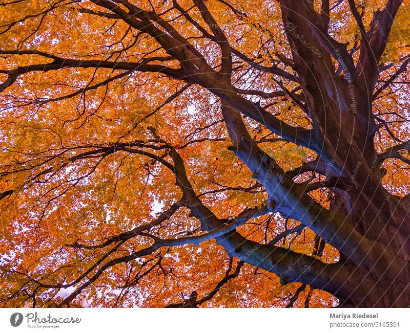 orangene Baomkrone im Herbst Natur Baum herbstlich kalt bunt Herbstlaub Außenaufnahme Herbststimmung Herbstfärbung Blätter